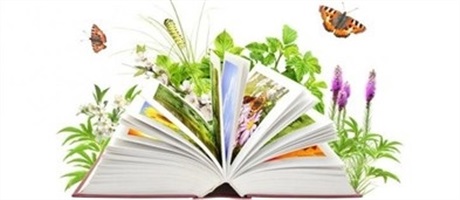 Powiększ grafikę: Otwarta książka i latające motyle. 